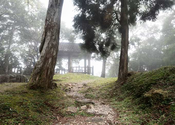 Misty forest