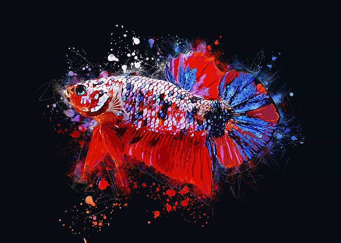 Galaxy Koi Fighting Fish