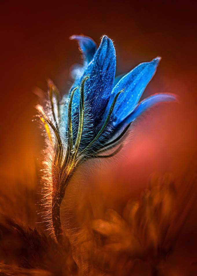 Pulsatilla dream