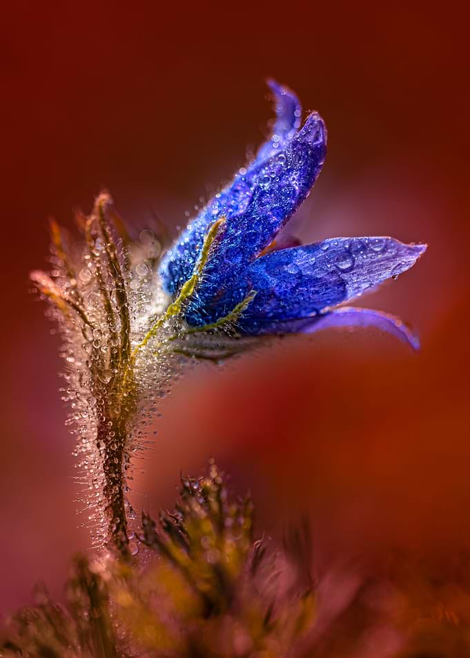 Pulsatilla Rain
