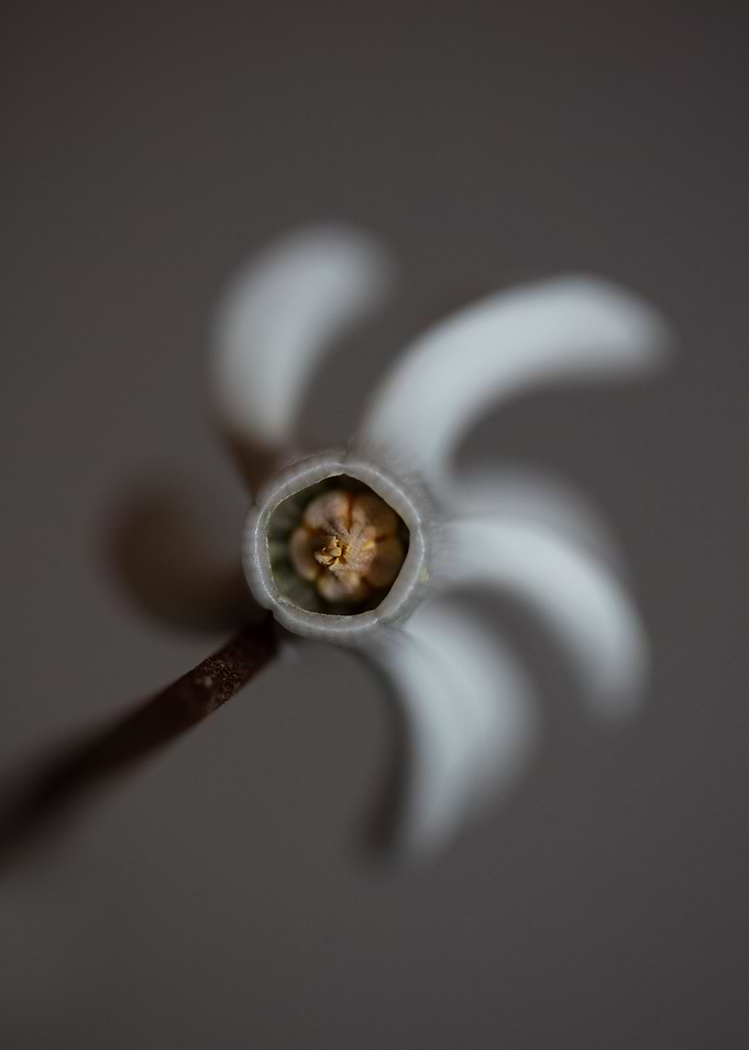 Cyclamen flower blossoming