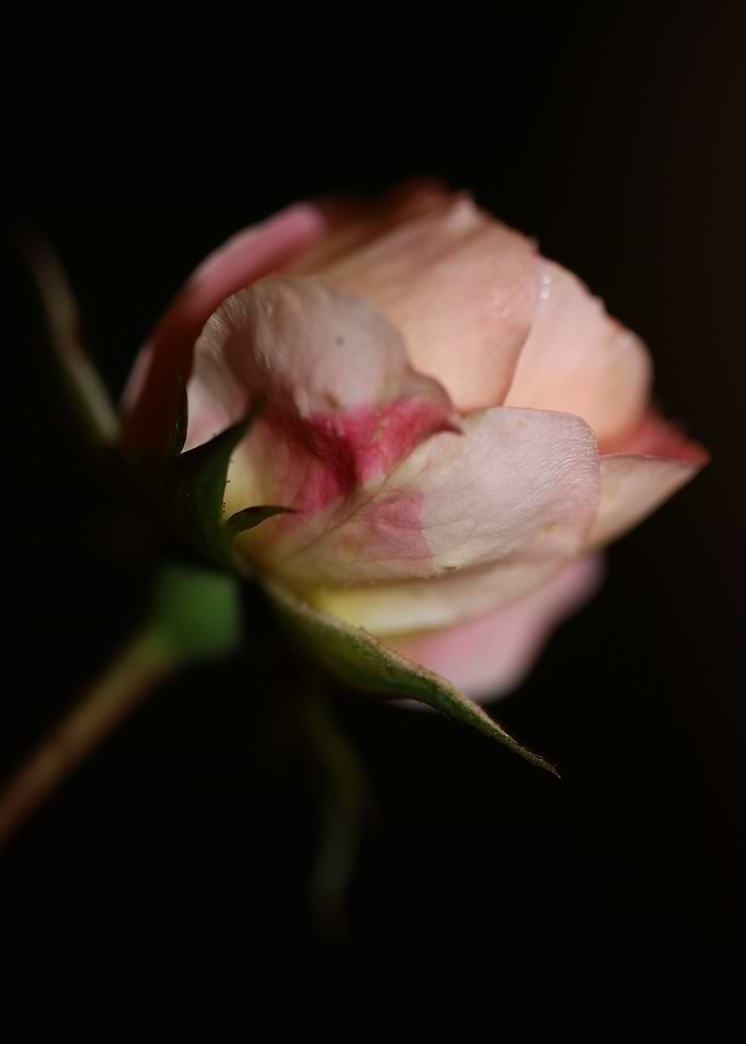 Pink rose flower blossom