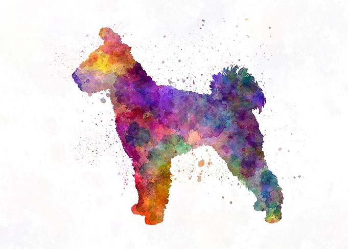 Pumi in watercolor