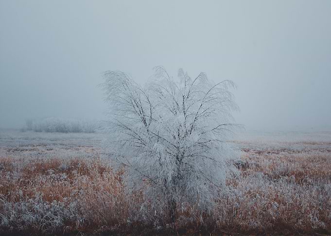 Winter in winterland