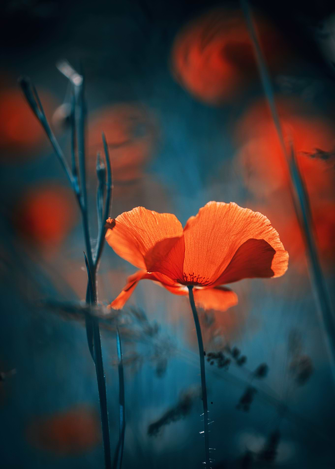 Red field poppies, macro