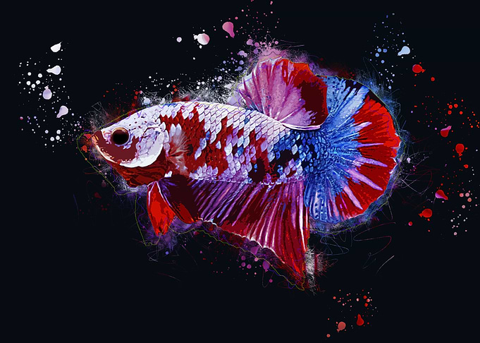 Galaxy Koi Betta Fish