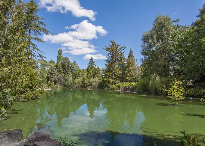 garden pond