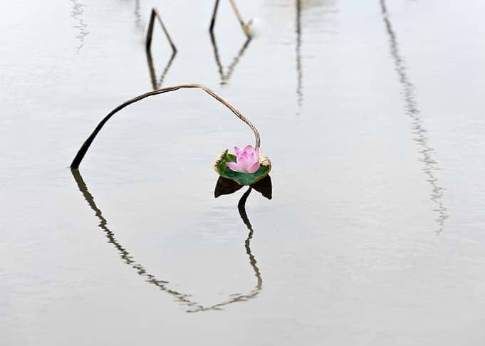 Remnant lotus