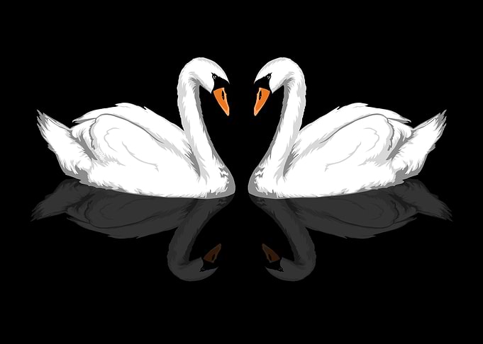 Swans heart shape