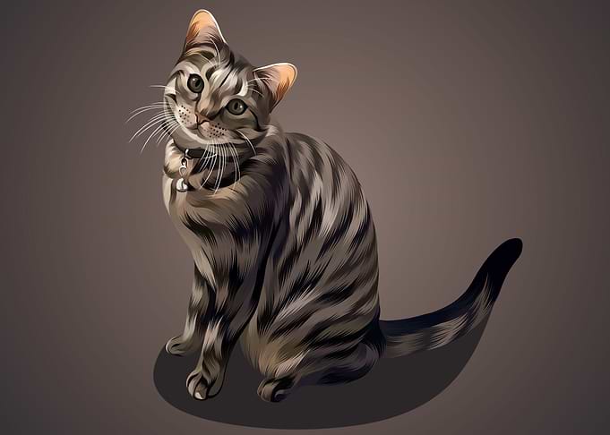 cat 16
