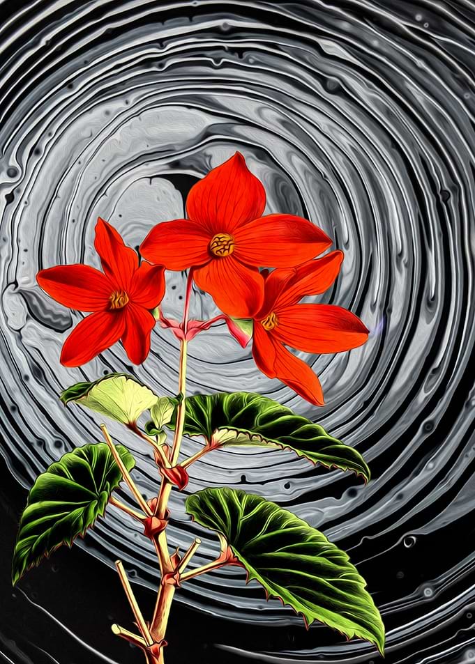 HYPNOFLOWER