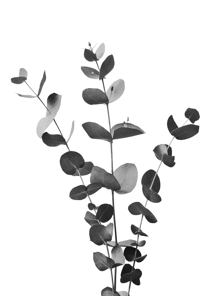 Eucalyptus Branch Dream 2