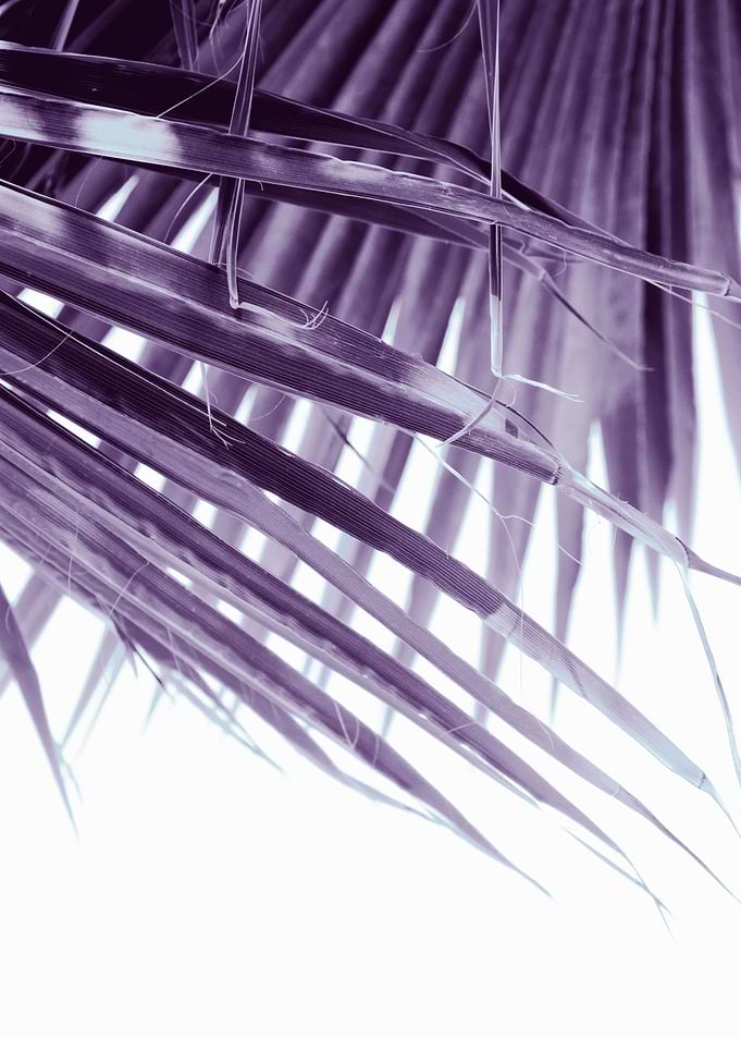 Fan Palm Leaves Dream 3