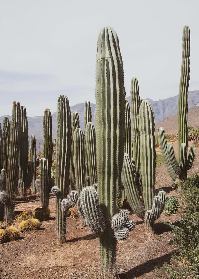 Cactus Oasis 1