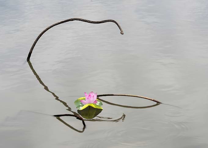 Remnant lotus
