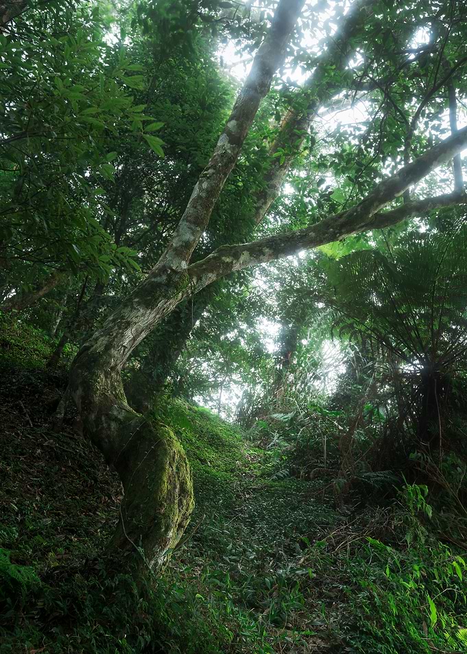 Misty Ecological Forest