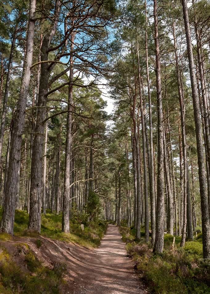 Scottish Forest