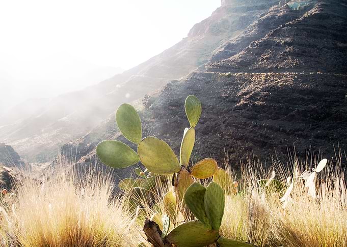 Cactus Mountain Dream 1