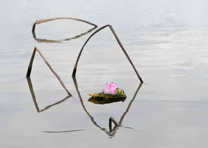 Remnant lotus