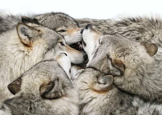 Wolf pack 4