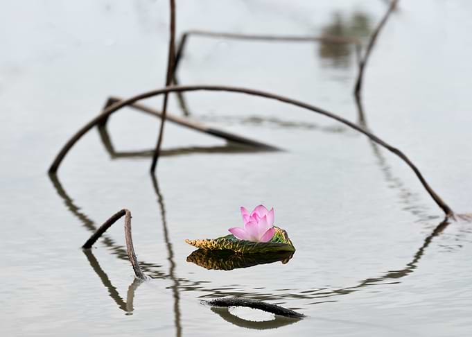 Remnant lotus