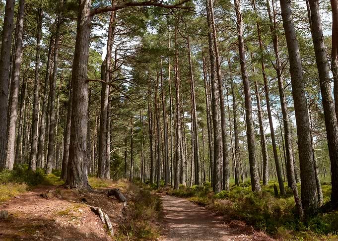Scottish Forest