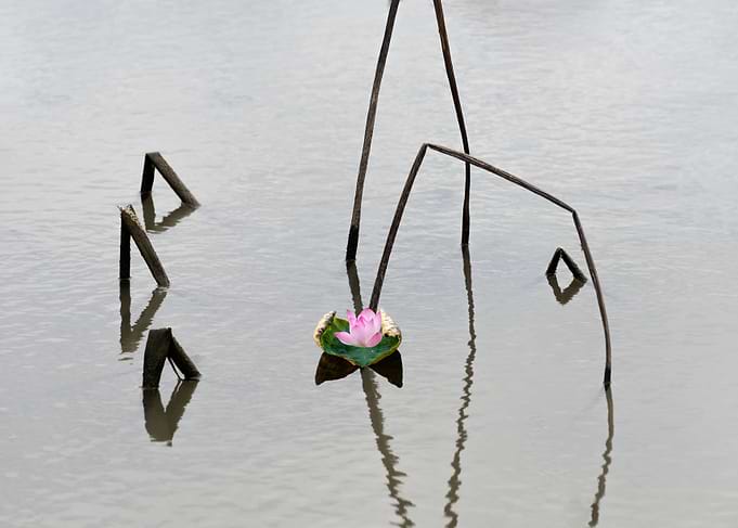 Remnant lotus