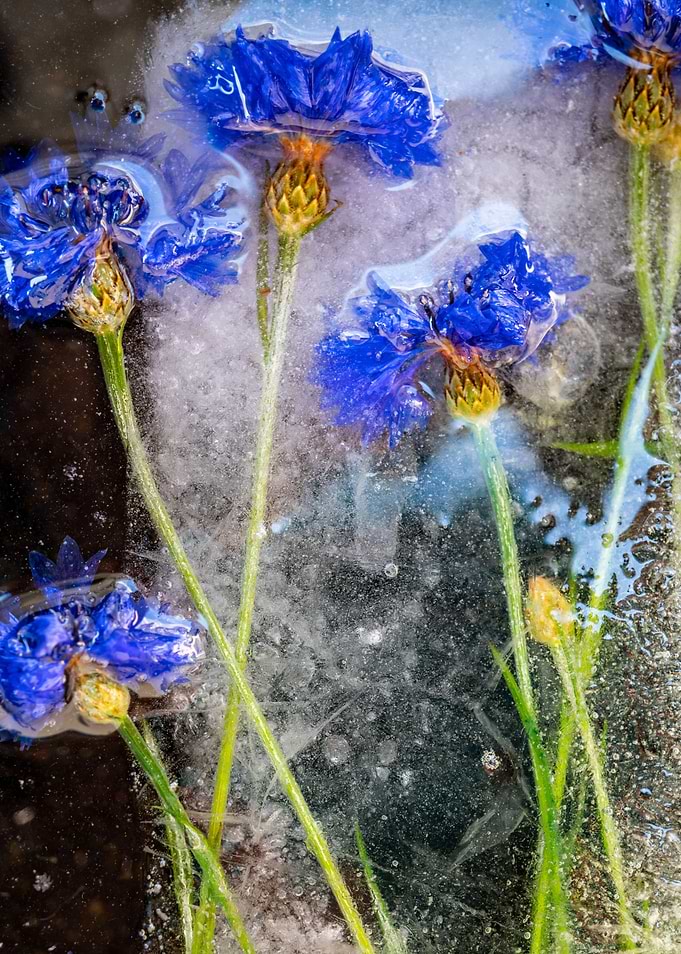 Frozen Flowers 04
