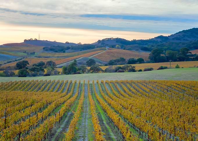 Vineyard Sunset