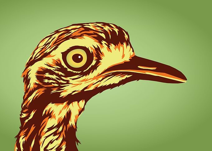 Confused bird
