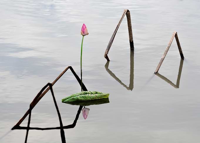 Remnant lotus