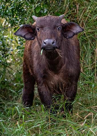 African Buffalo Calf
