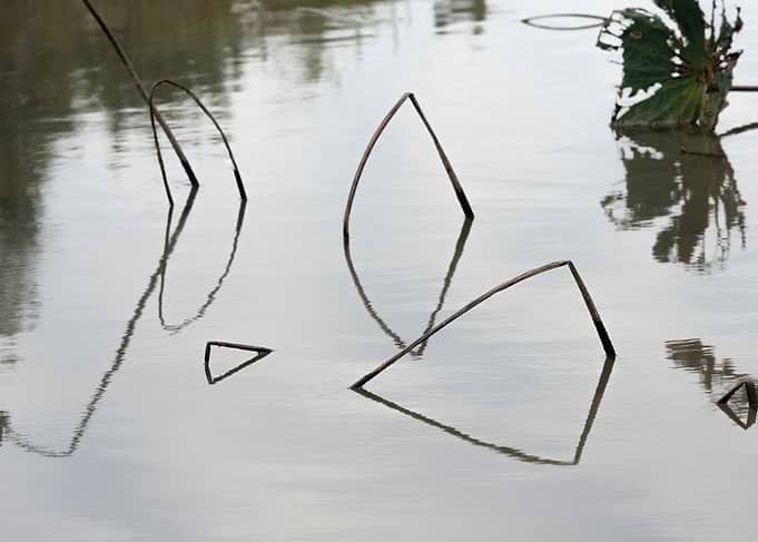 Remnant lotus