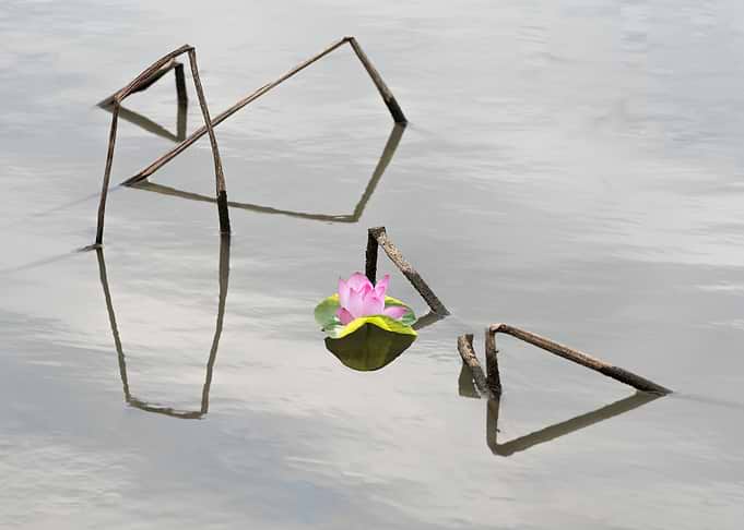 Remnant lotus