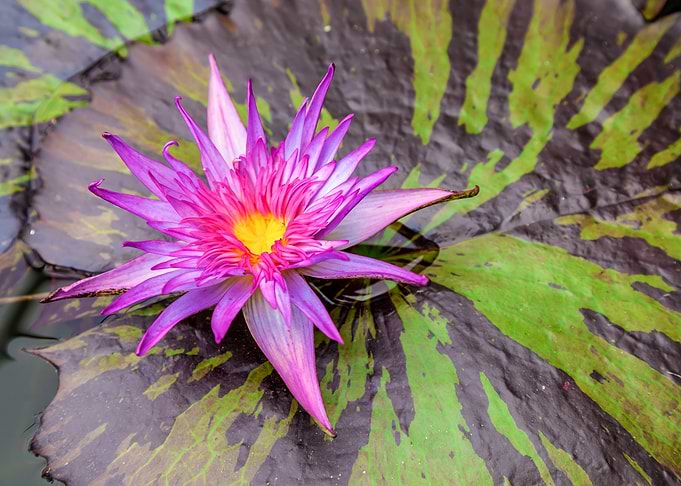 Waterlily