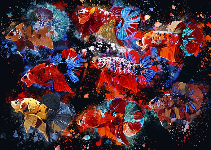 Multicolor Bettas
