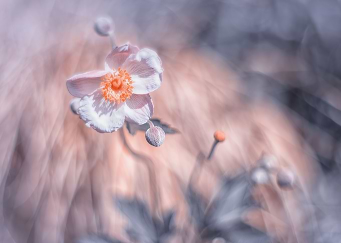 White blooming anemone