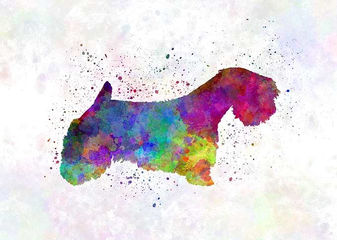 Sealyham Terrier