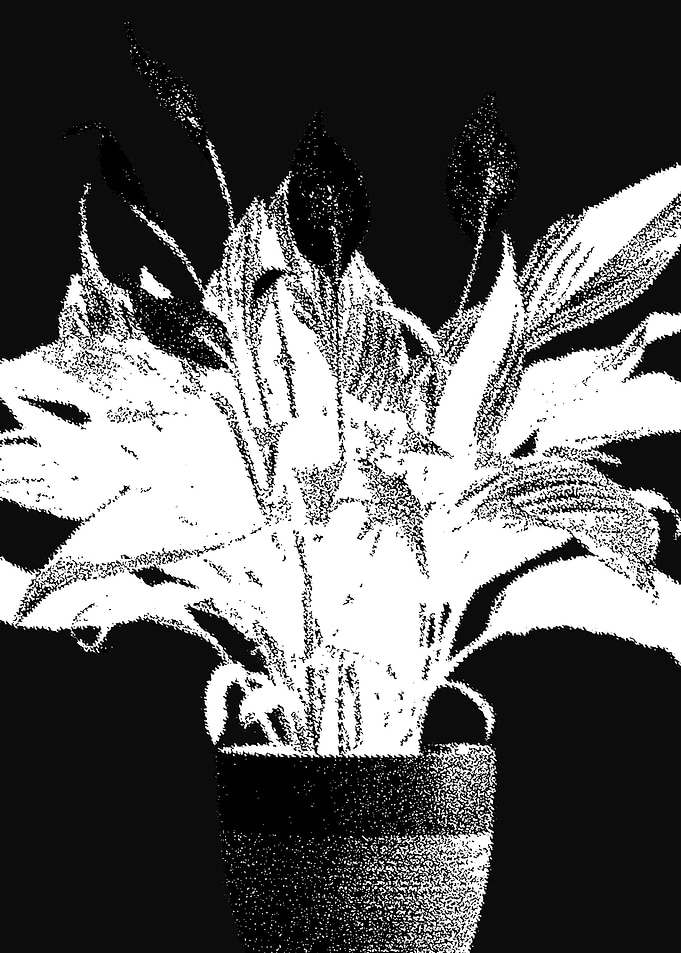 Beauty Peach Lily