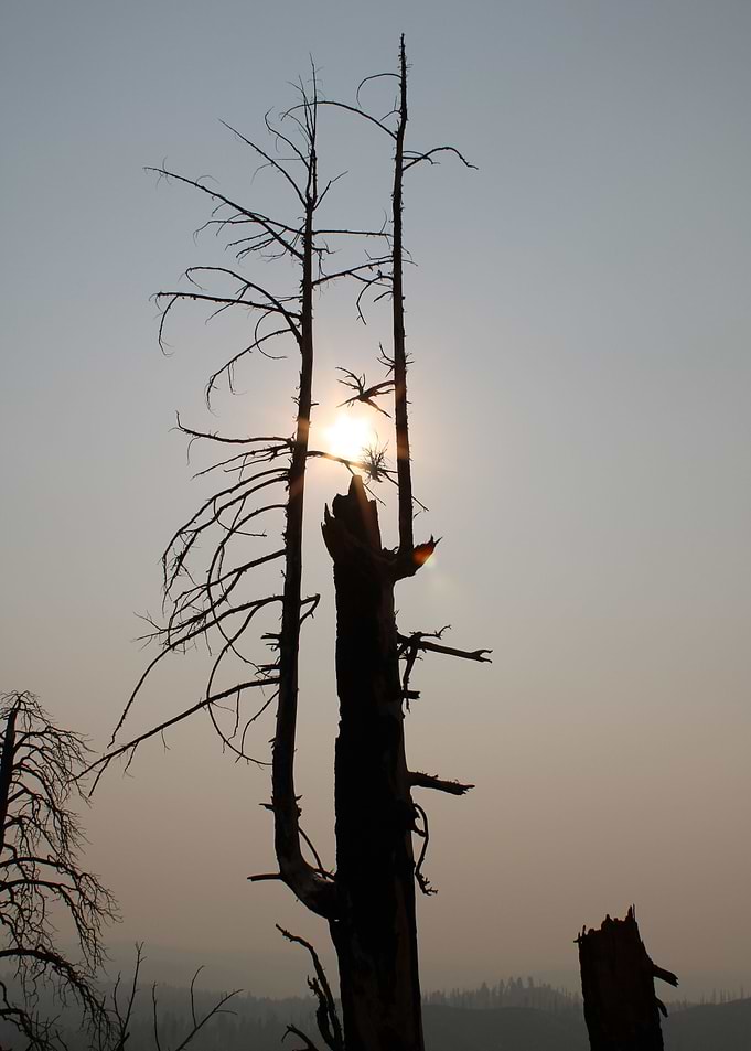 Natures Eye