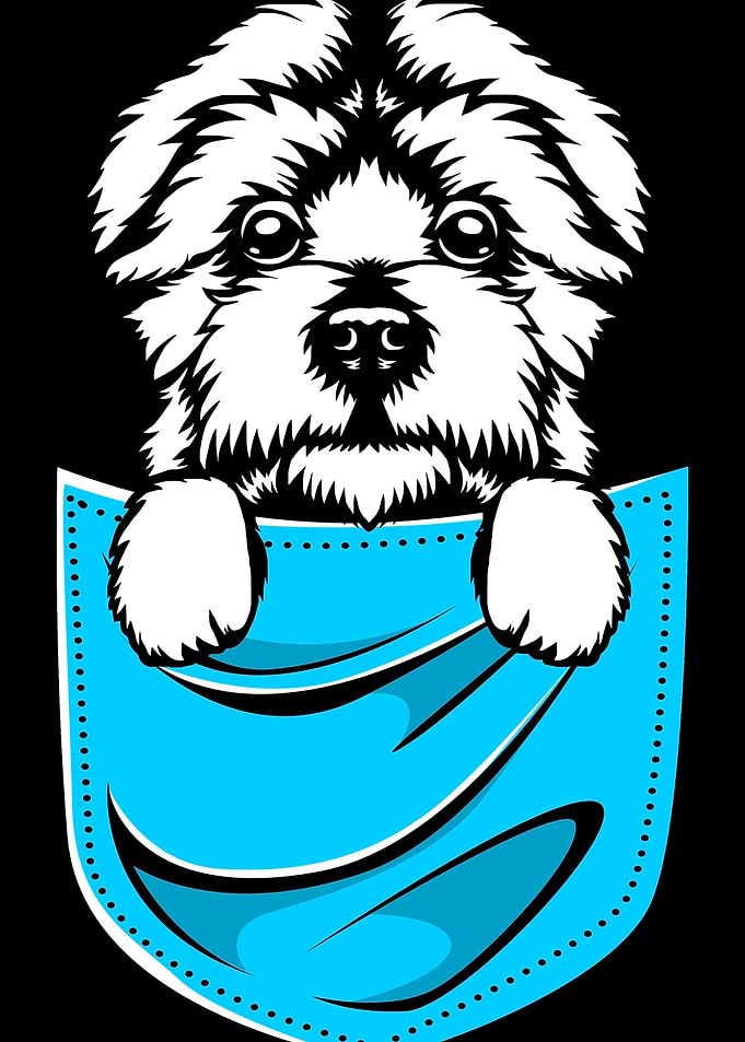 Maltese Dog In Pocket