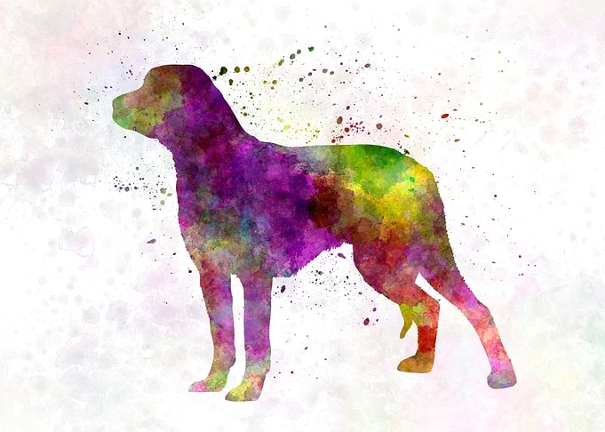 Schillerstovare dog