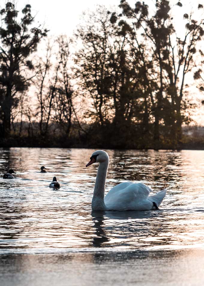 Swan in the water