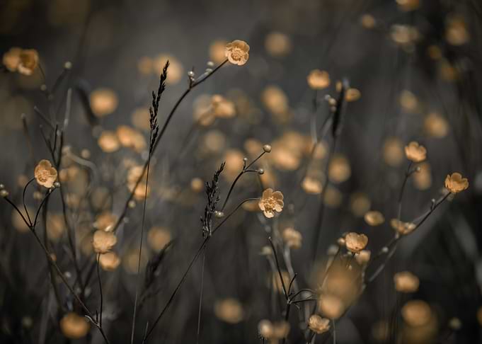 Wild flowers meadow