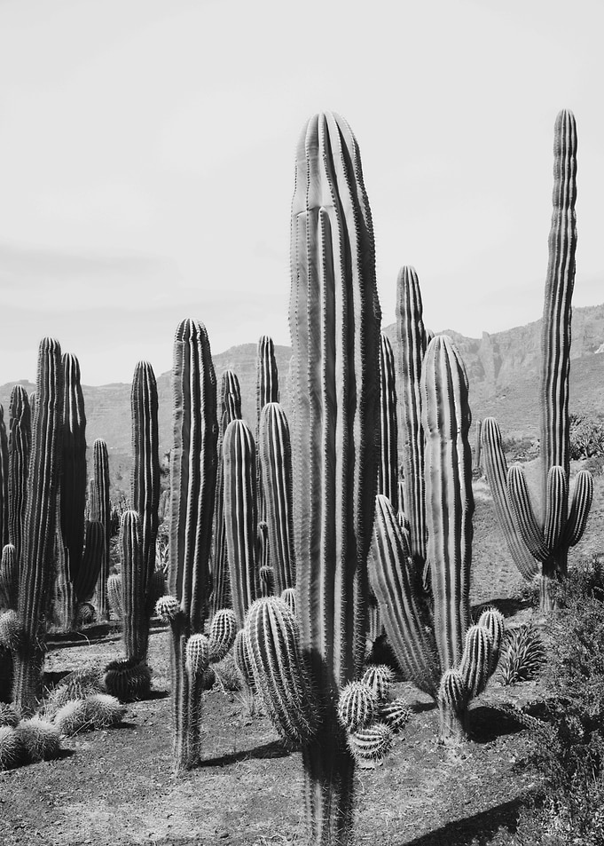 Cactus Oasis 2