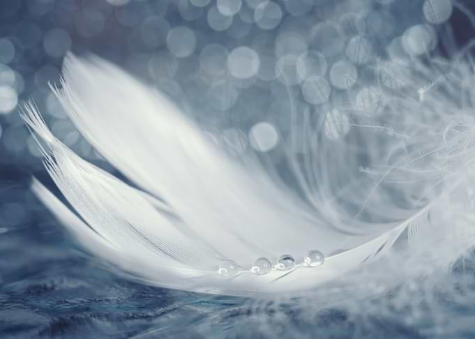 Water drops on the feather