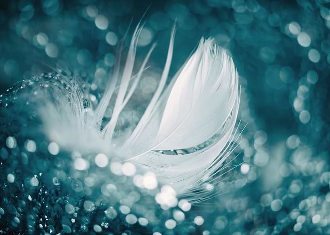 Water drops on the feather