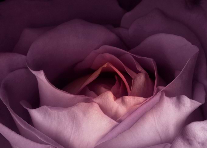 Valentine rose