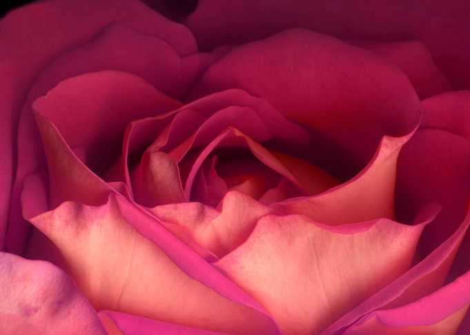 Valentine rose