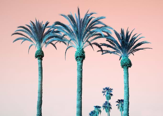 Summer Palm Trees Dream 1